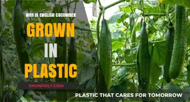 Plastic-Wrapped Cucumbers: Why the Strange Practice?