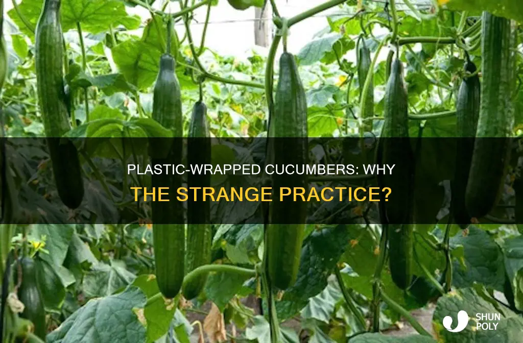 why is english cucumber grown in plastic
