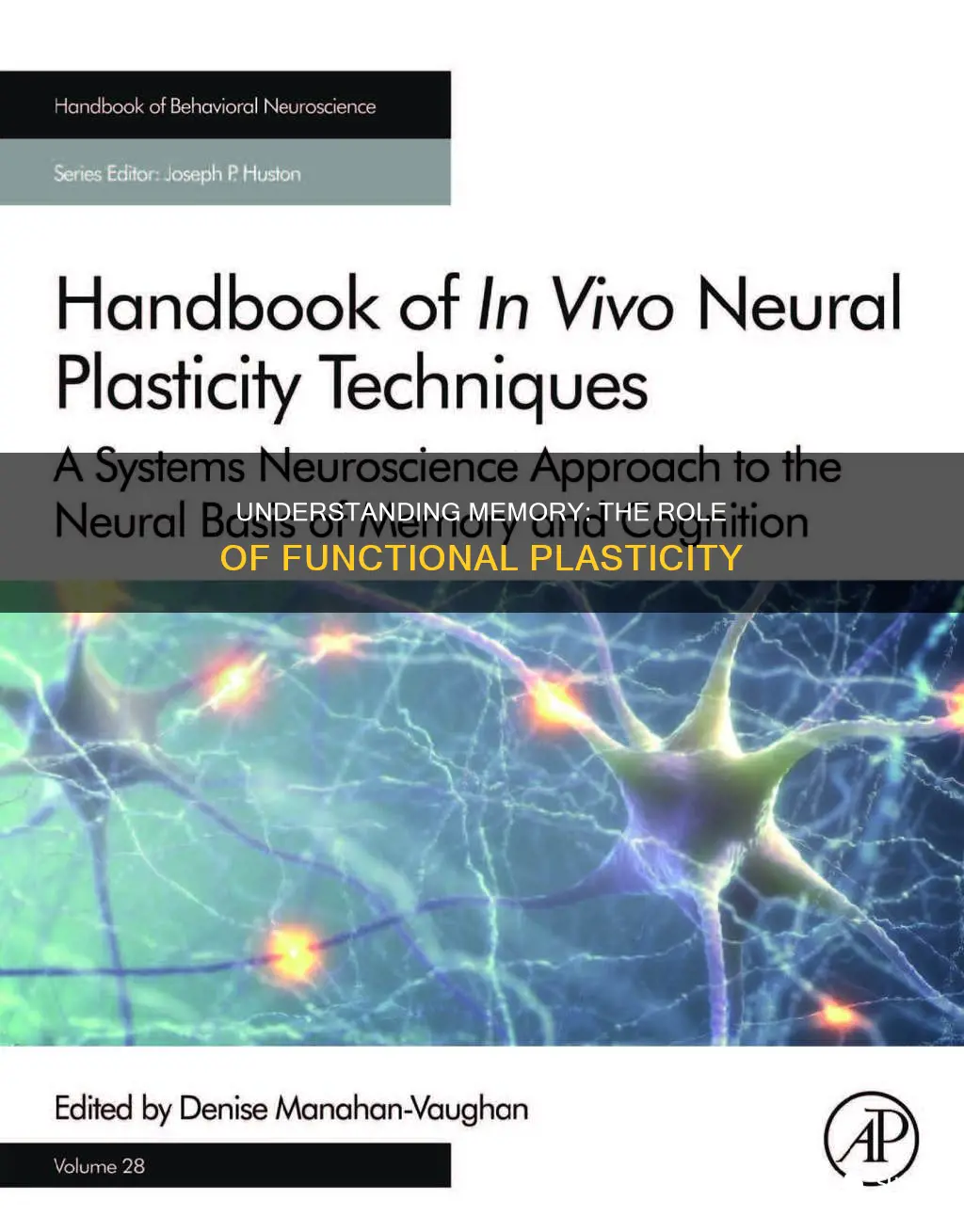 why is functional plasticity important for memory