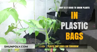 Eco-Friendly Gardening: Benefits of Growing Plants in Plastic Bags