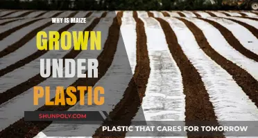 Maize Cultivation: Plastic Benefits and Advantages