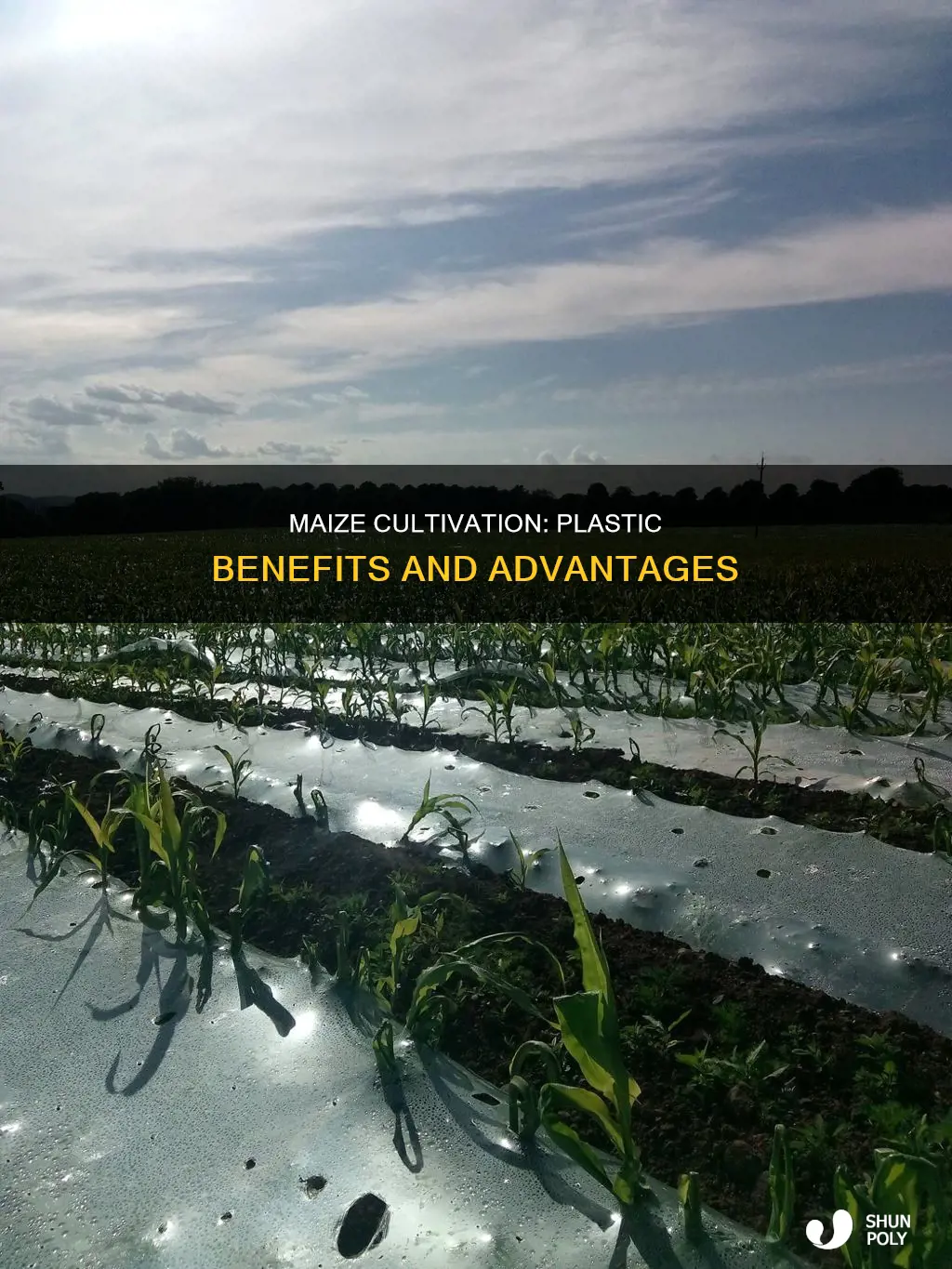 why is maize grown under plastic