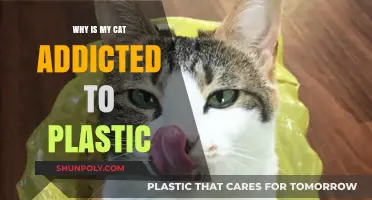 Plastic Obsession: Why Cats Love This Material