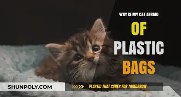 Why Cats Fear Plastic Bags: Uncovering the Surprising Reasons Behind It