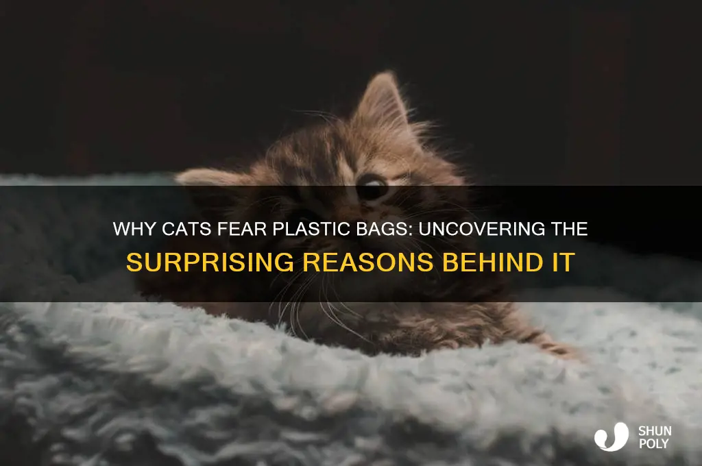 why is my cat afraid of plastic bags