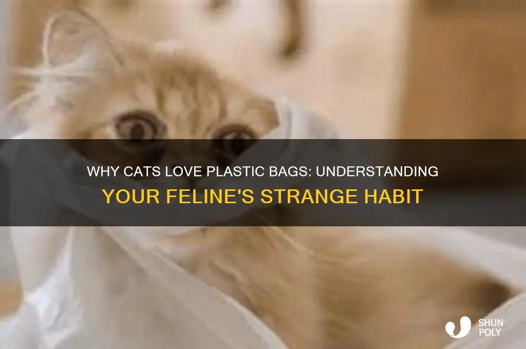why is my cat burying herself in plastic bags