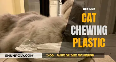 Cat Chewing Plastic: Why This Behavior Needs Addressing