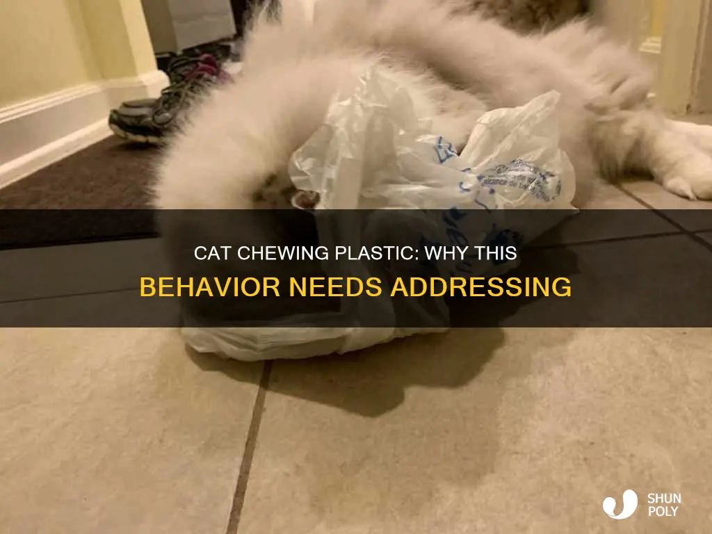 why is my cat chewing plastic