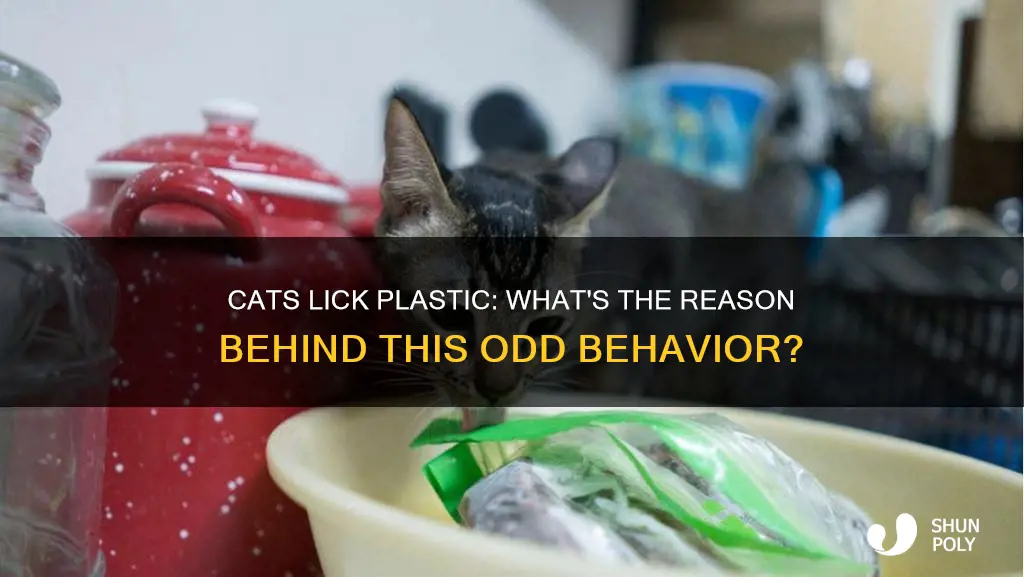 why is my cat licking plastic