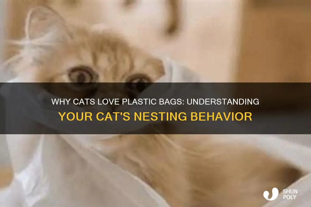 why is my cat nesting herself in plastic bags