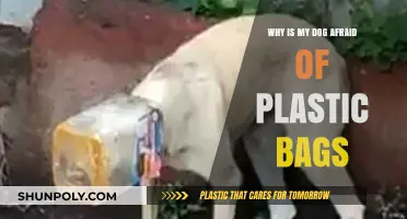 Why Do Dogs Fear Plastic Bags? Unraveling the Mystery