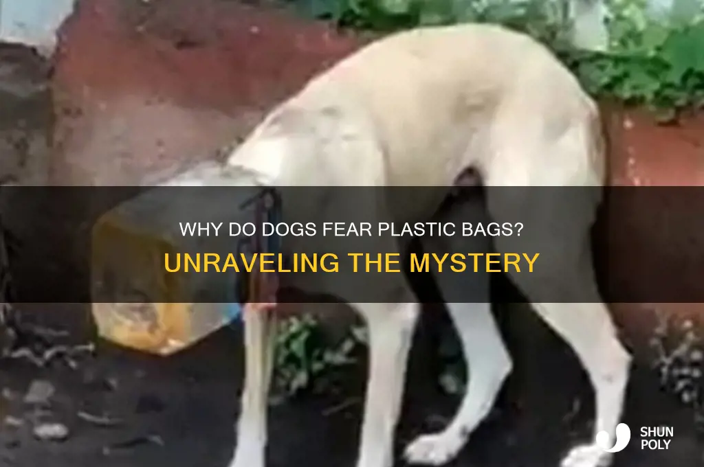 why is my dog afraid of plastic bags