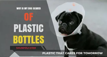 Why Do Dogs Fear Plastic Bottles? Unraveling the Mystery
