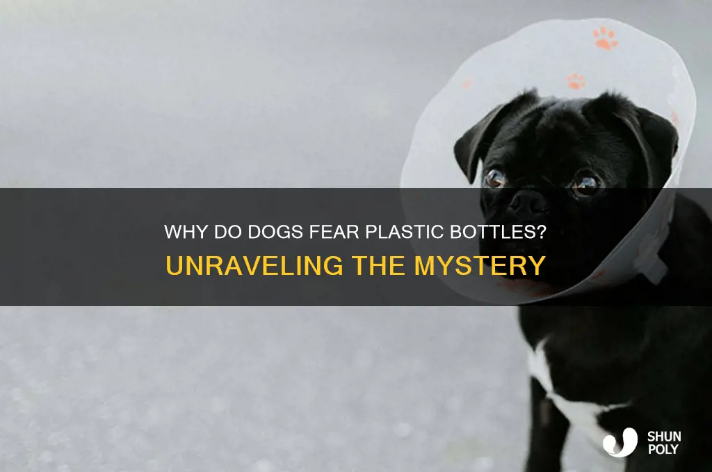 why is my dog scared of plastic bottles
