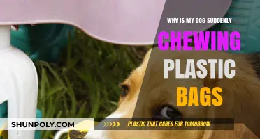 Why Dogs Chew Plastic Bags: Sudden Behavior Explained and Solutions