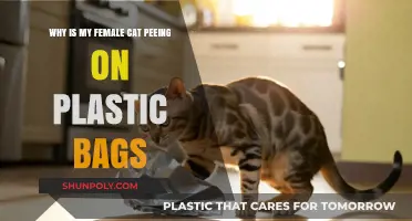 Why Female Cats Pee on Plastic Bags: Causes and Solutions