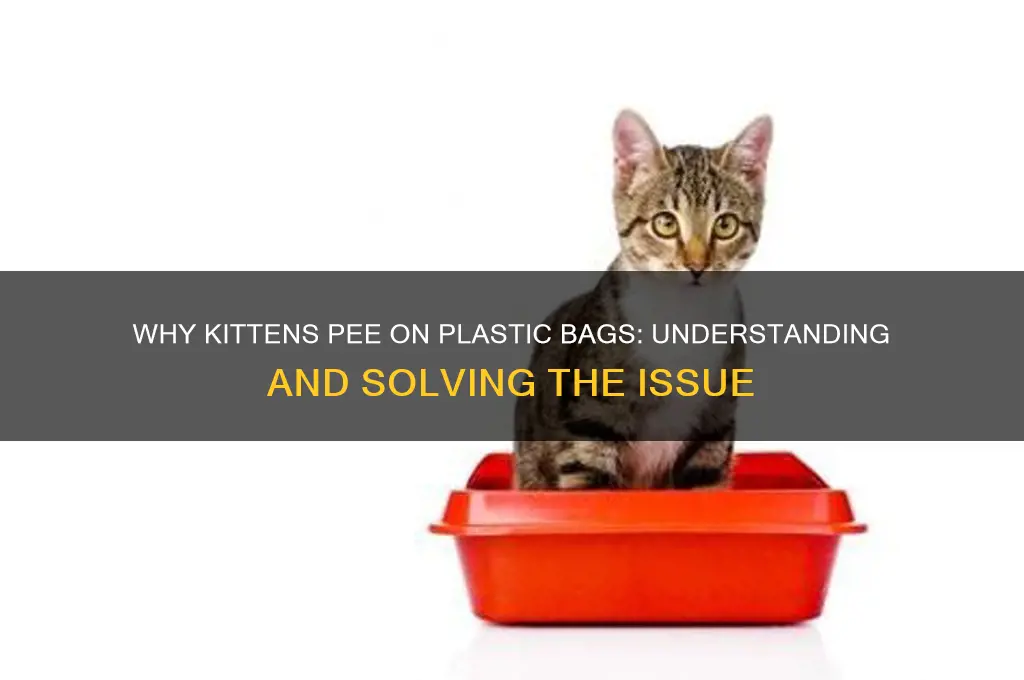 why is my kitten peeing on plastic bags