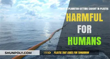 Plastic-Trapped Plankton: A Hidden Threat to Human Health and Ecosystems