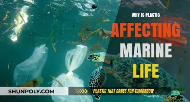 Plastic's Impact: Devastating Marine Life