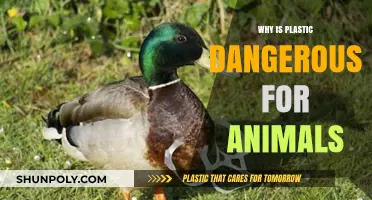 Plastic's Harmful Impact on Animals Explained