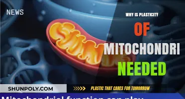Mitochondria Plasticity: Understanding the Dynamic Nature of Mitochondria