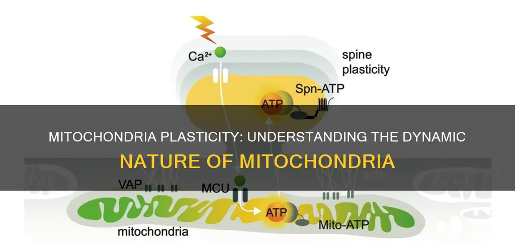 why is plasticity of mitochondria needed