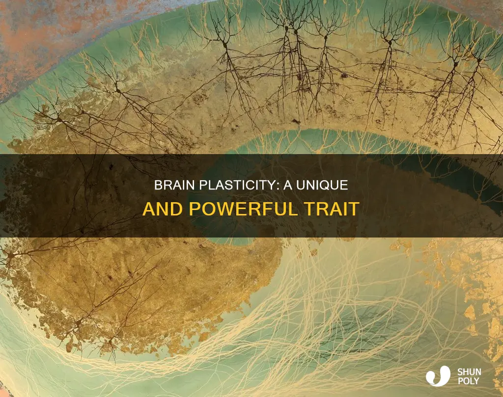 why is plasticity unique to the brain