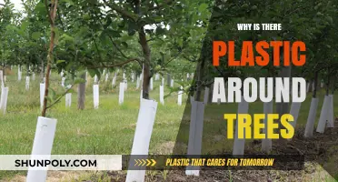 Plastic-Wrapped Trees: Why the Unsightly Trend?