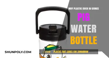 Why Plastic Ducks in Guinea Pig Water Bottles: Explained