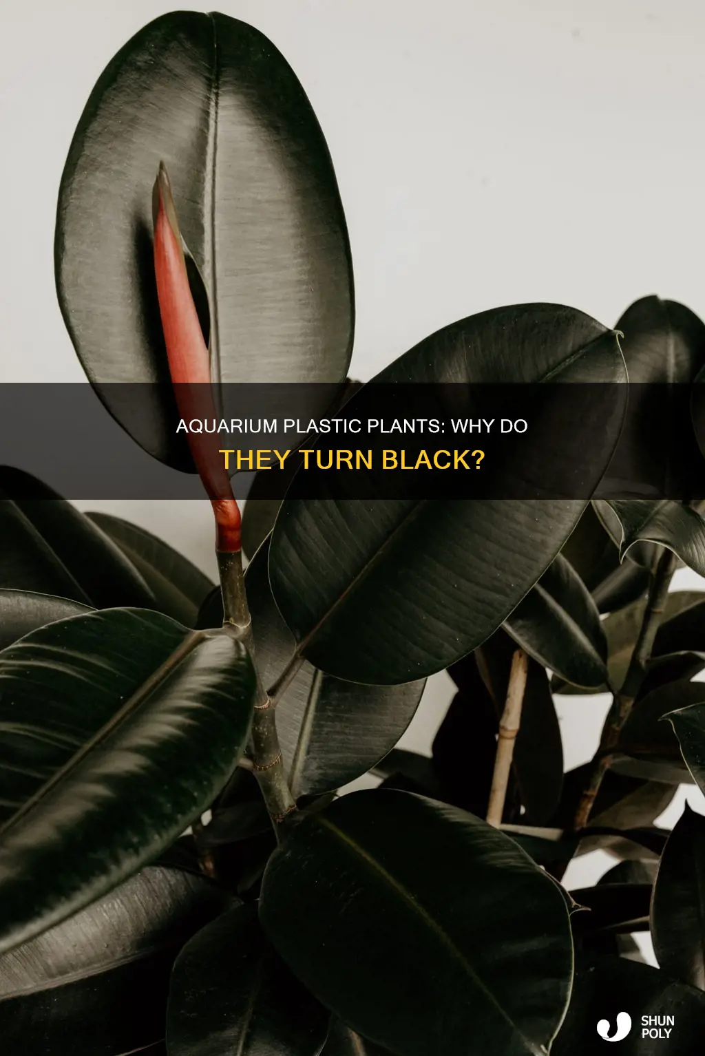 why plastic plants in aquarium turning black