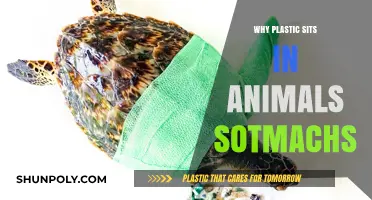 Plastic in Animals' Stomachs: A Deadly Problem