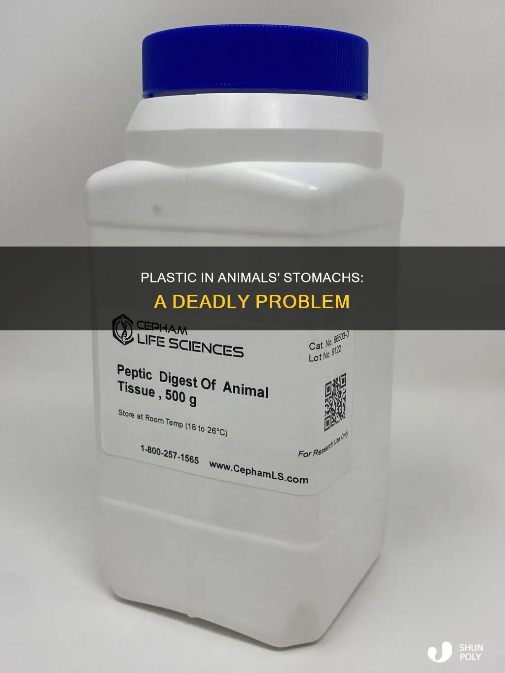 why plastic sits in animals sotmachs
