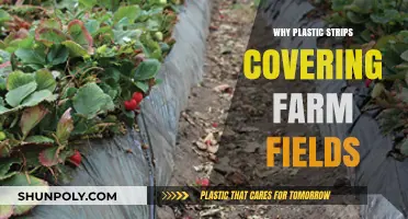 Farm Fields: Plastic Strips for Better Crops