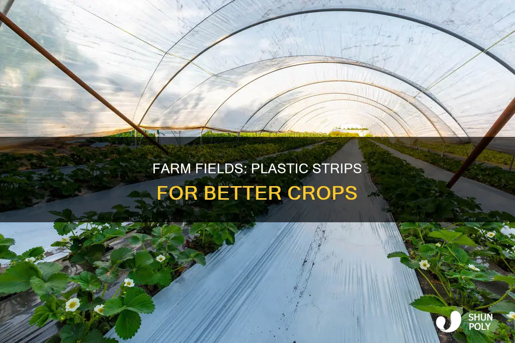 why plastic strips covering farm fields