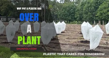 Protecting Plants: The Surprising Benefits of Using Plastic Bags