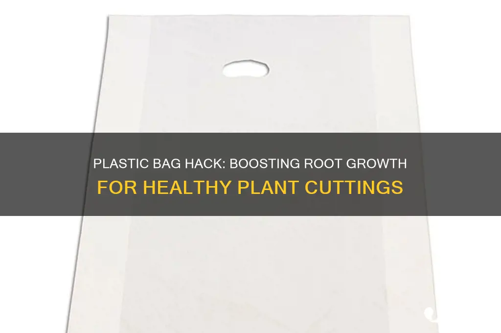 why put a plastic bag over cuttings