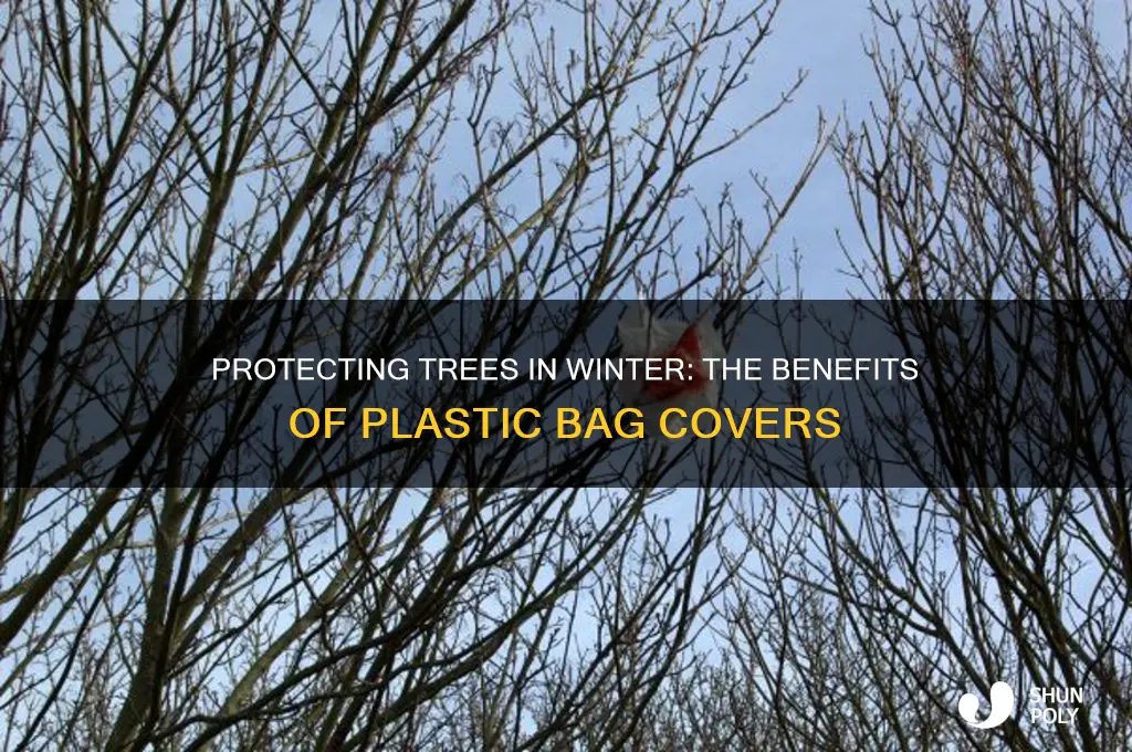 why put plastic bags over trees in qinter