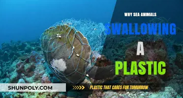 Plastic Pollution: A Sea Animal's Deadly Diet