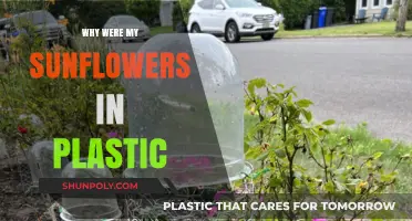 Sunflowers in Plastic: Sustainable Gardening?