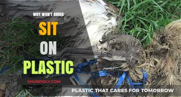 Plastic Perils: Birds Avoid Fake Branches