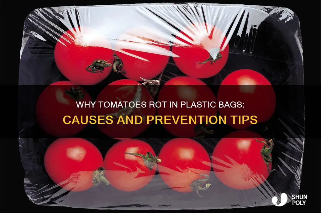 why would tomoato rot in plastic bag