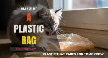 Can Cats Safely Eat Plastic Bags? Risks and Prevention Tips
