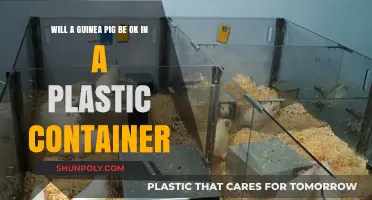 Guinea Pig Housing: Plastic Container Safe?