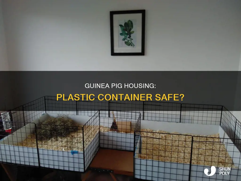 will a guinea pig be ok in a plastic container