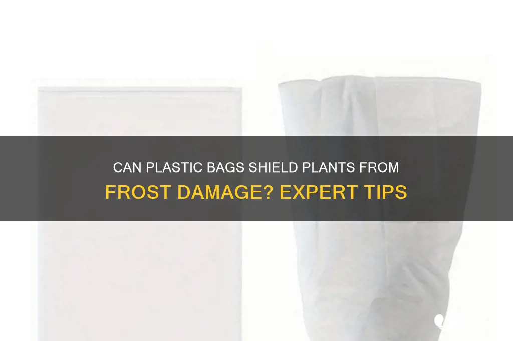 will a plastic bag protect a plant from frost