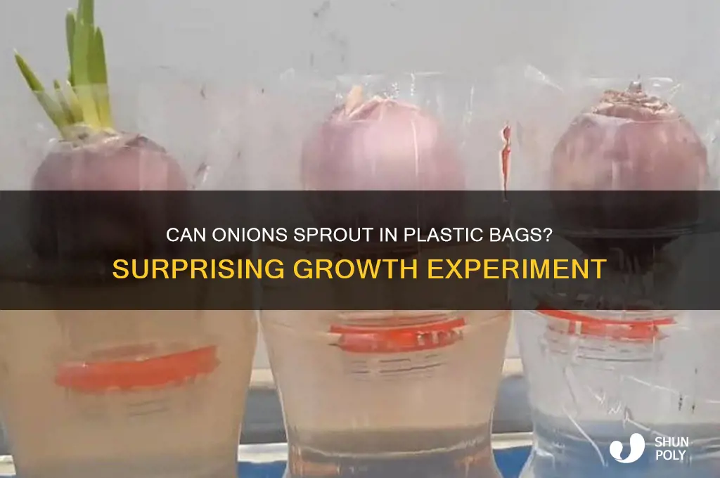 will an onion sprout in a plastic bag