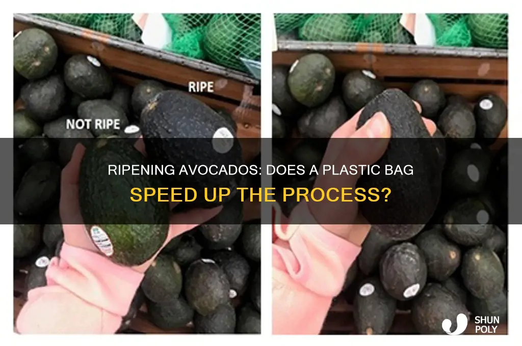 will avocados ripen in a plastic bag