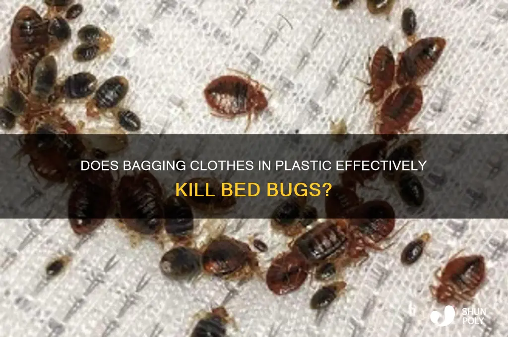 will bagging clothes in plastic kill bed bugs