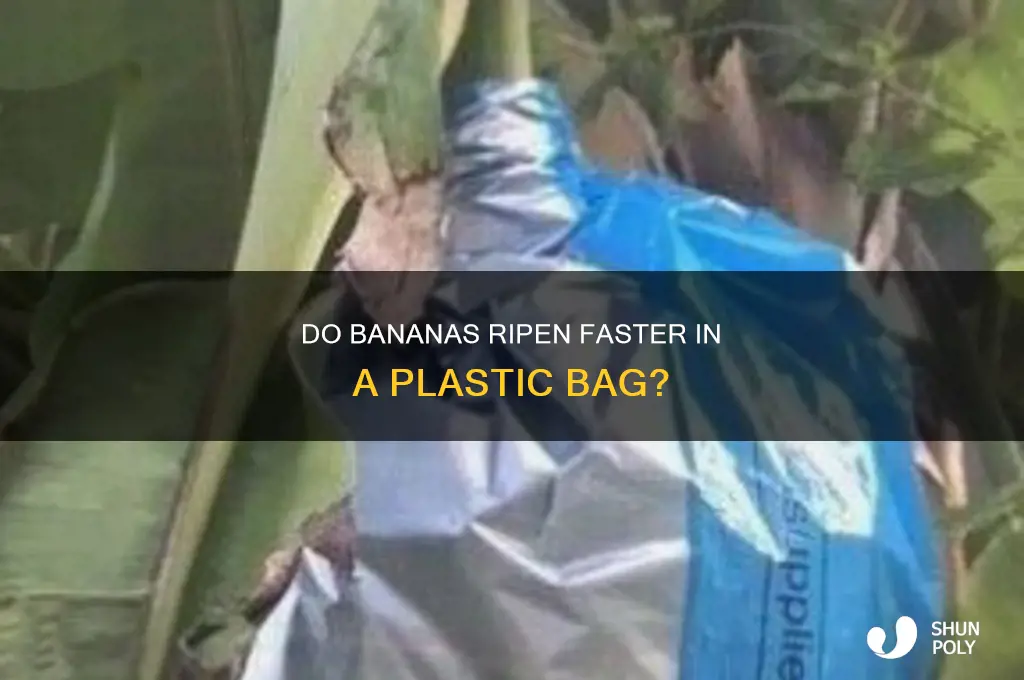 will bananas in plastic bag ripen faster