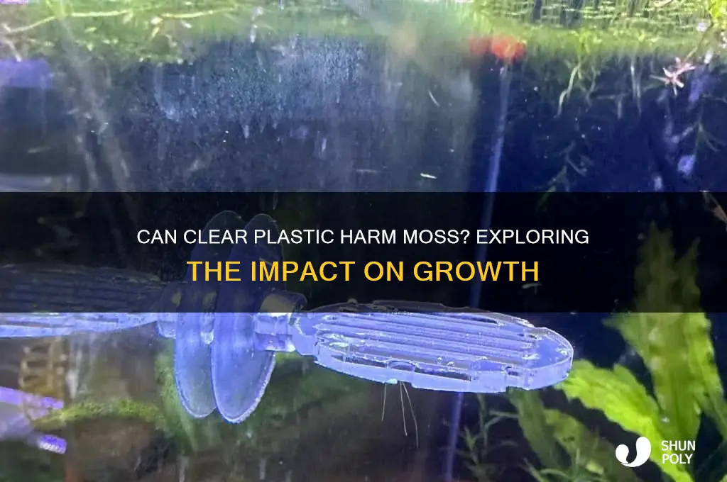 will clear plastic kill moss
